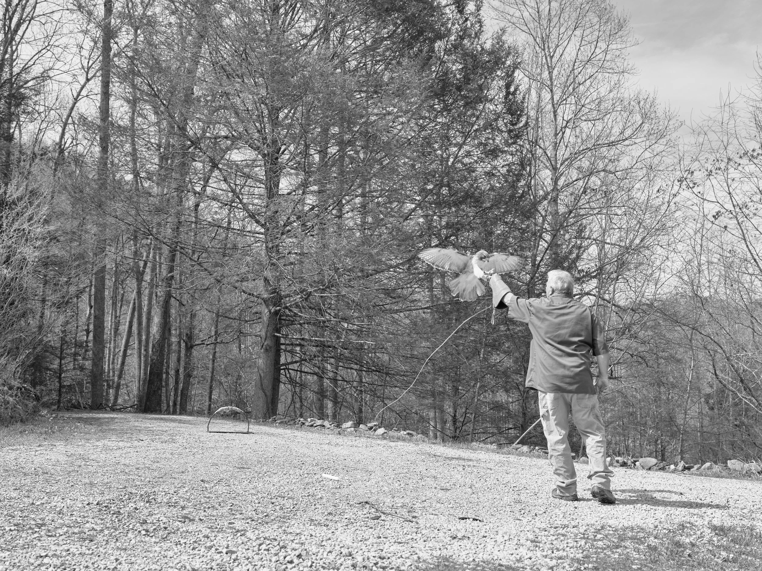 A man with gray hair, seen from behind, standing on a gravel path in a wooded area, holding a hawk on his left arm. The hawk is spreading its wings.