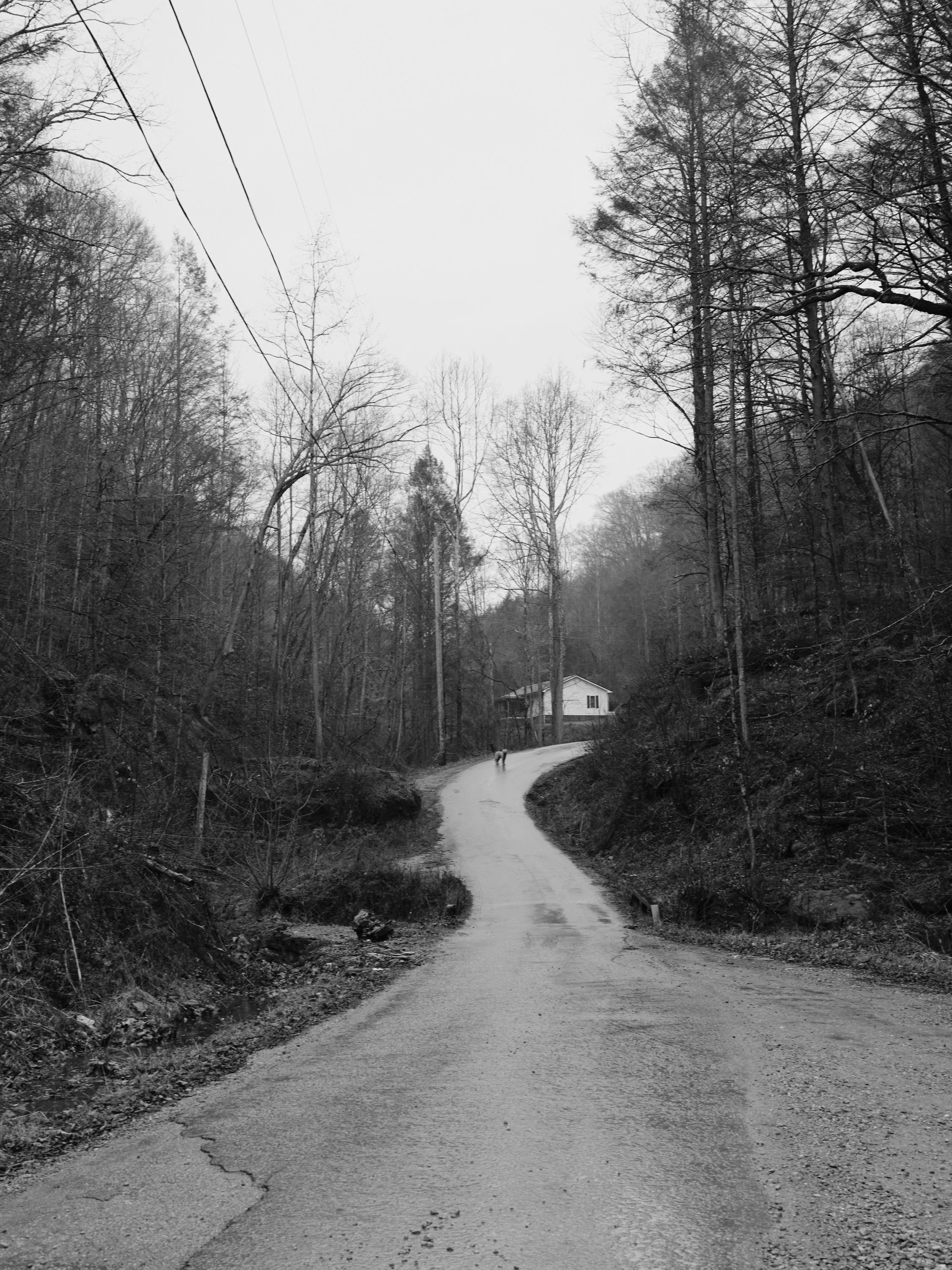 A winding rural dirt road flanked by leafless trees leading to a small house in the distance, with power lines overhead, in a black and white image.
