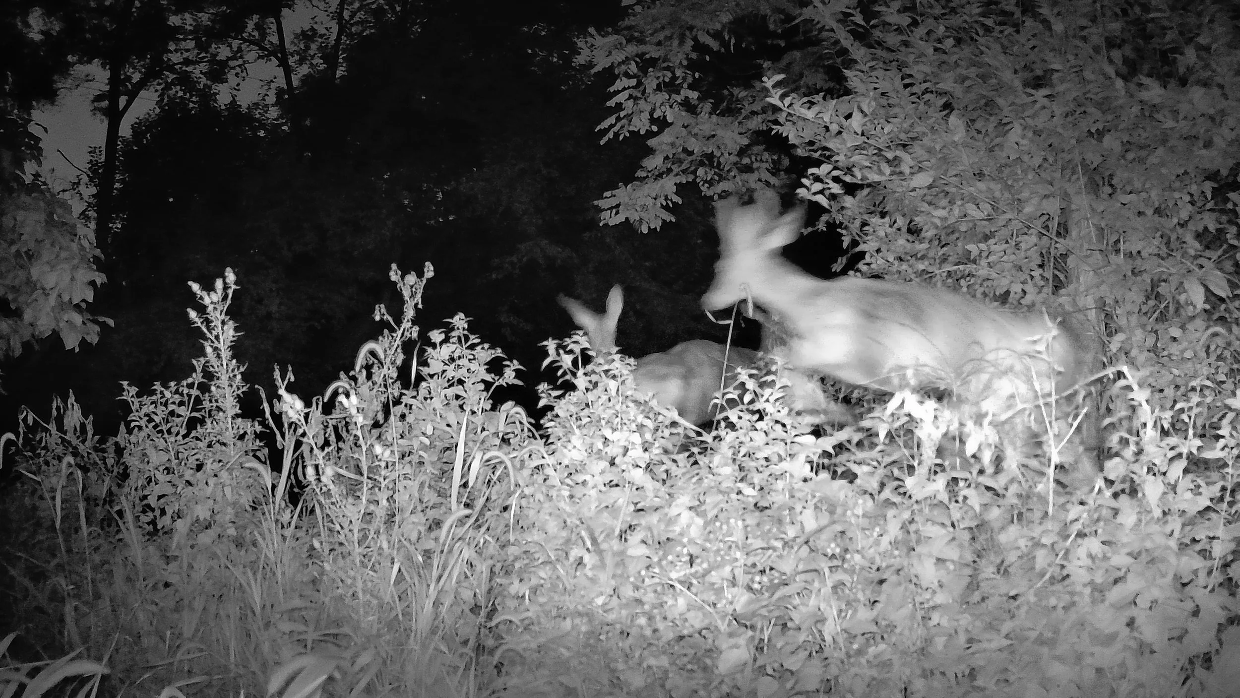 Two deer standing in a wooded area at night, illuminated by a flash or night vision camera.