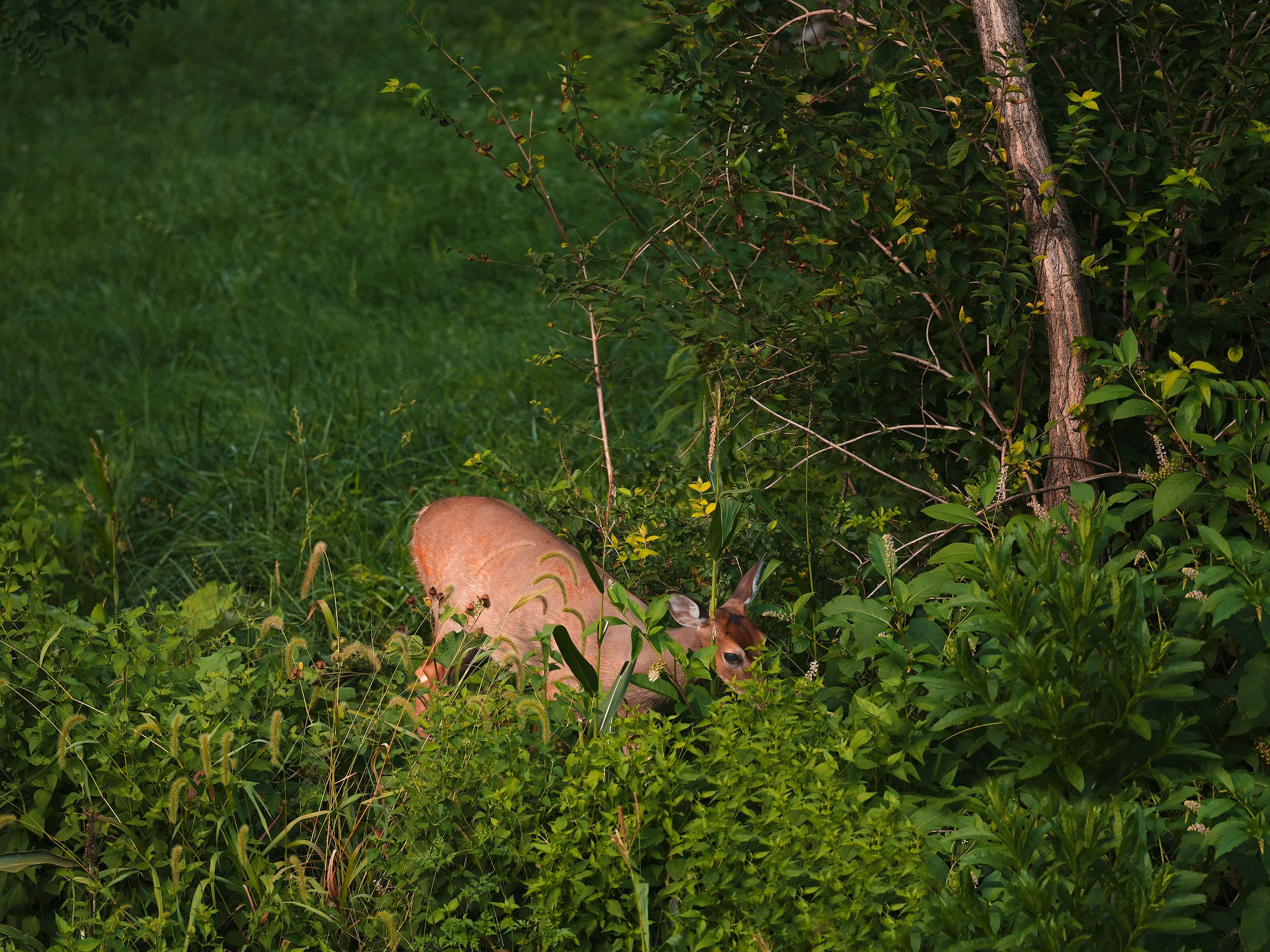 A deer standing among green foliage and bushes near a tree in a forested area.