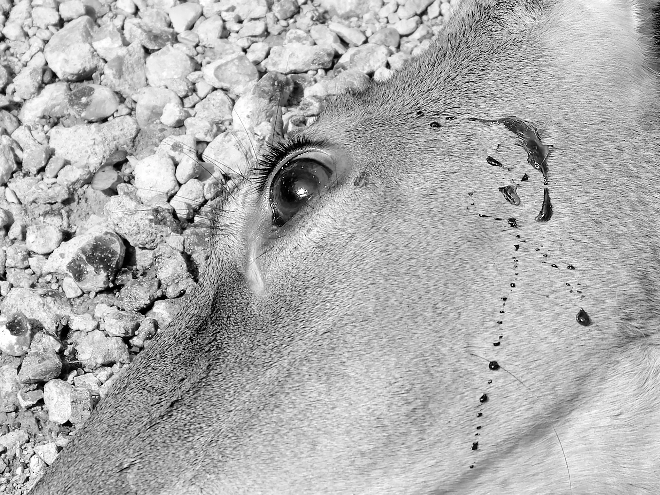 Close-up of a deer's eye with a scar and some water droplets or tears on its face, lying on rocky ground.