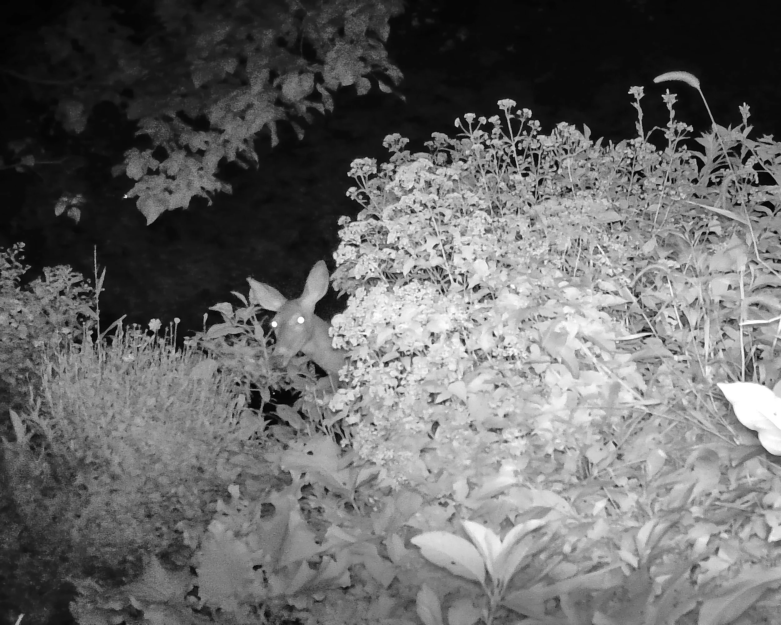A deer in a garden at night with glowing eyes, surrounded by bushes and plants.