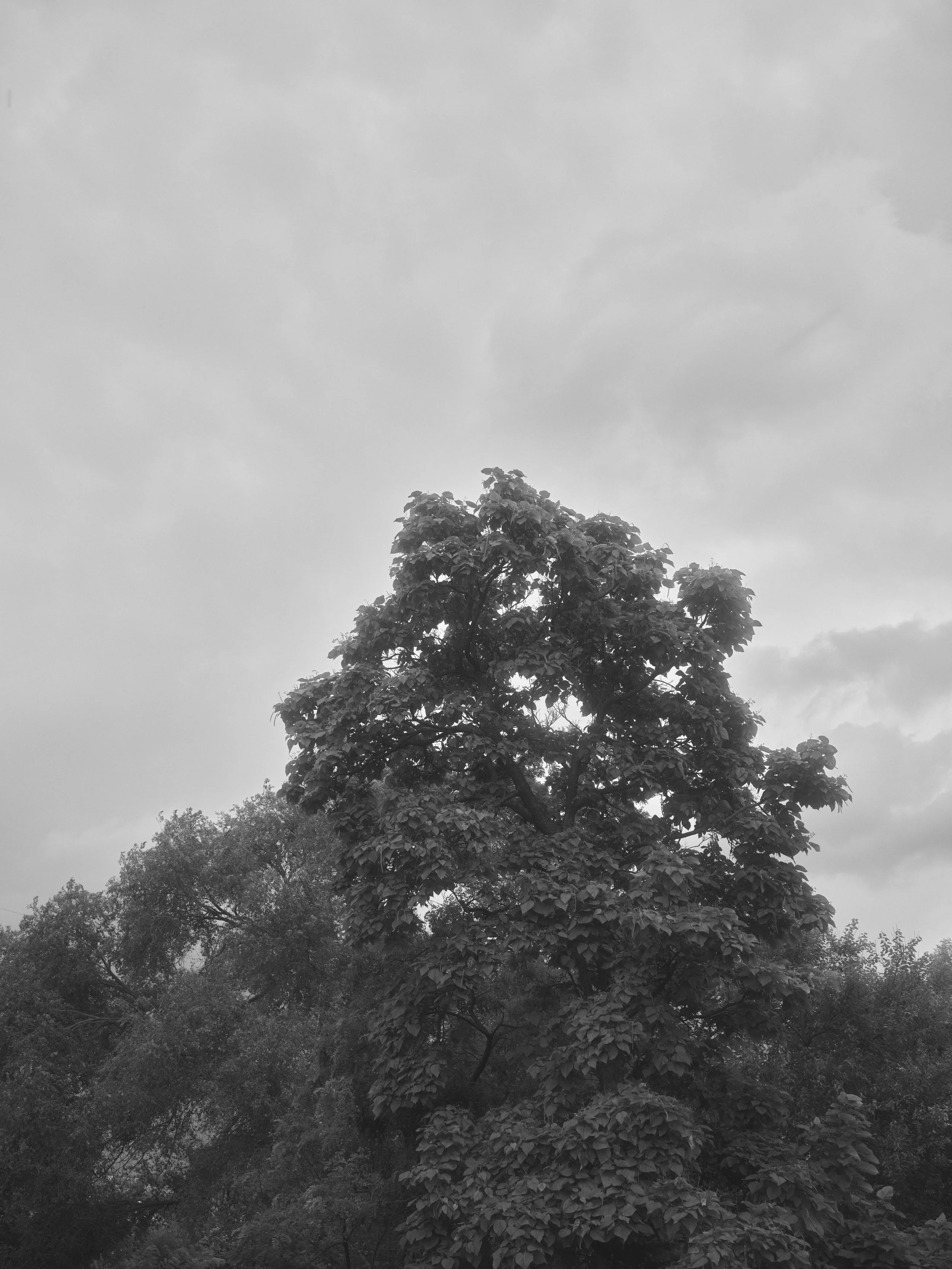 2026-06-14-Fire-34.jpg
