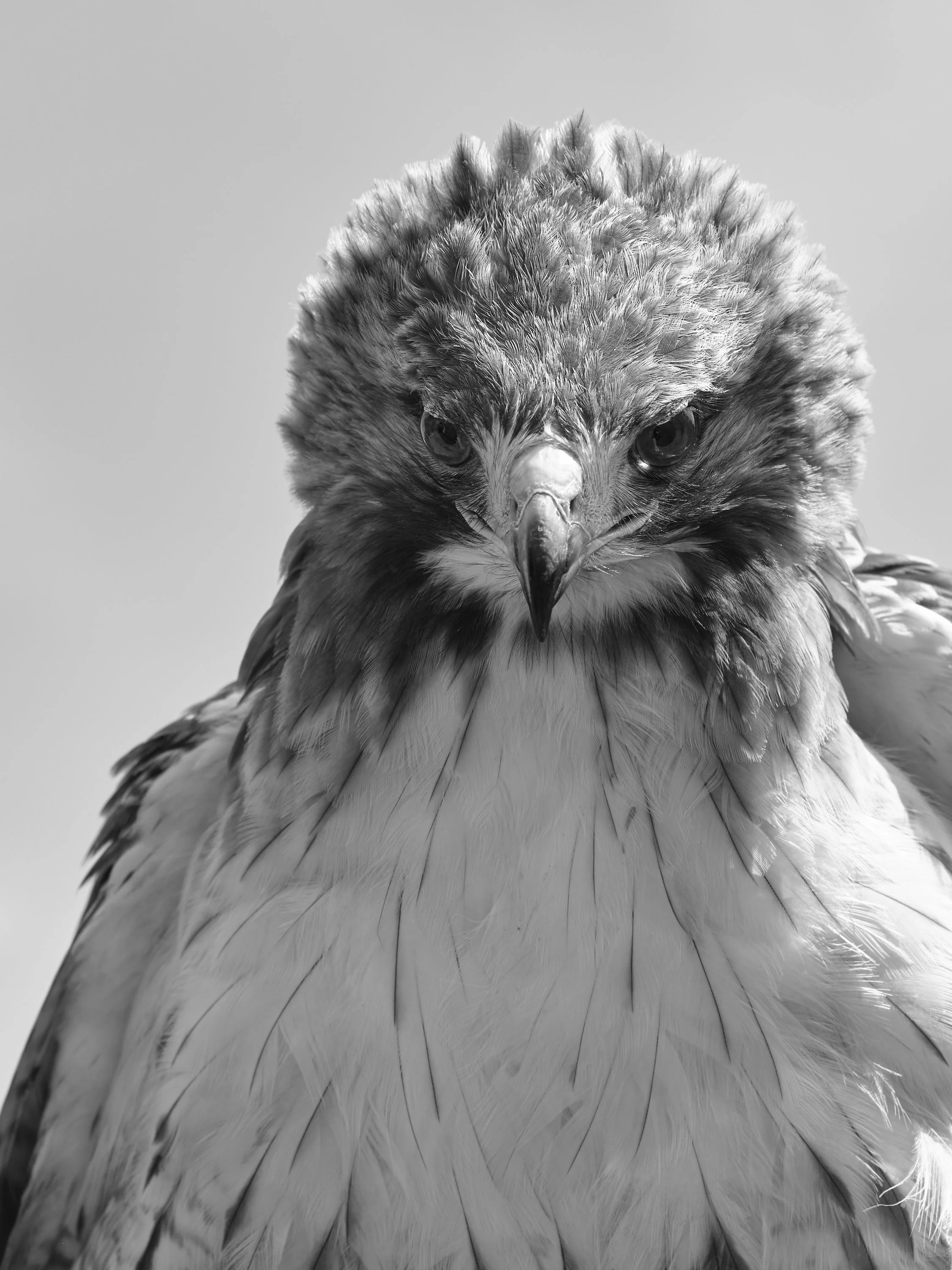 Close-up black and white photograph of a hawk's face showing its eyes and detailed feathers.