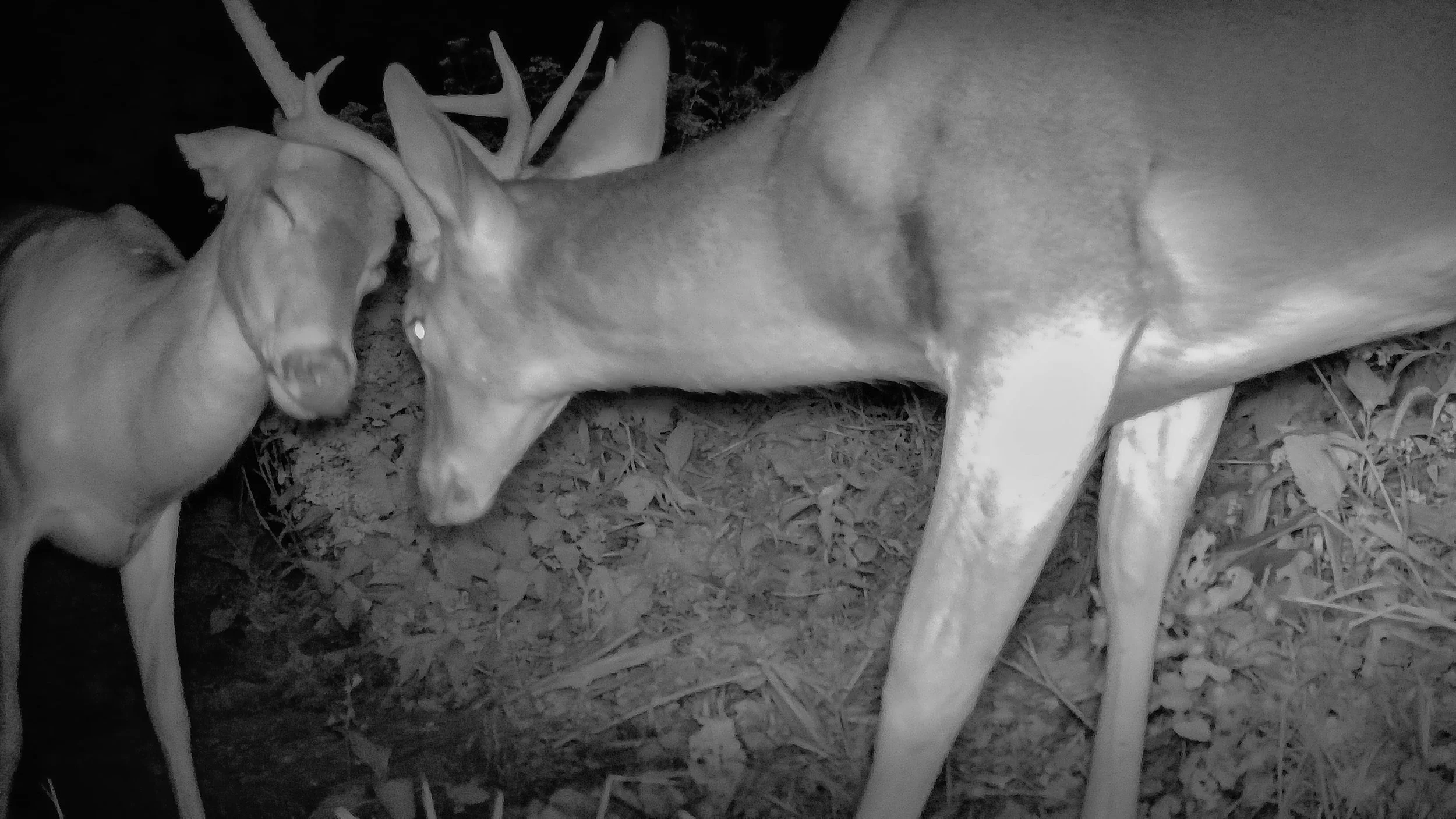 Two deer, one with large antlers, touching heads in a natural outdoor setting, possibly during night time.