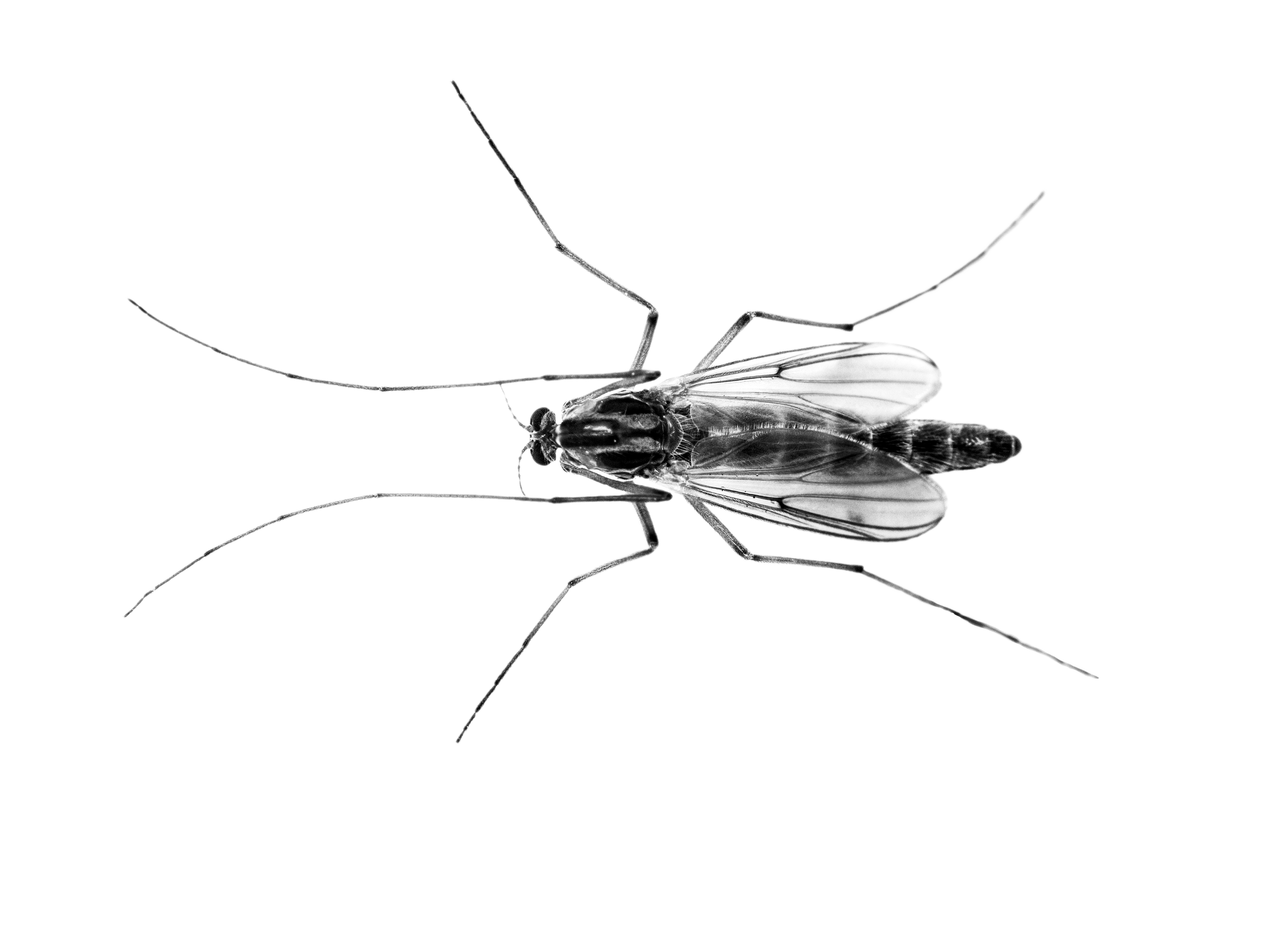 Black and white image of a midge.