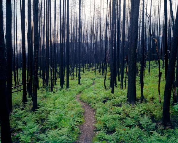 516 ARTS , Albuquerque, New Mexico, through July 22 Landscapes of Life & Death is a group photography exhibition in the upstairs gallery guest curated by Mary Anne Redding for PhotoSummer 2017