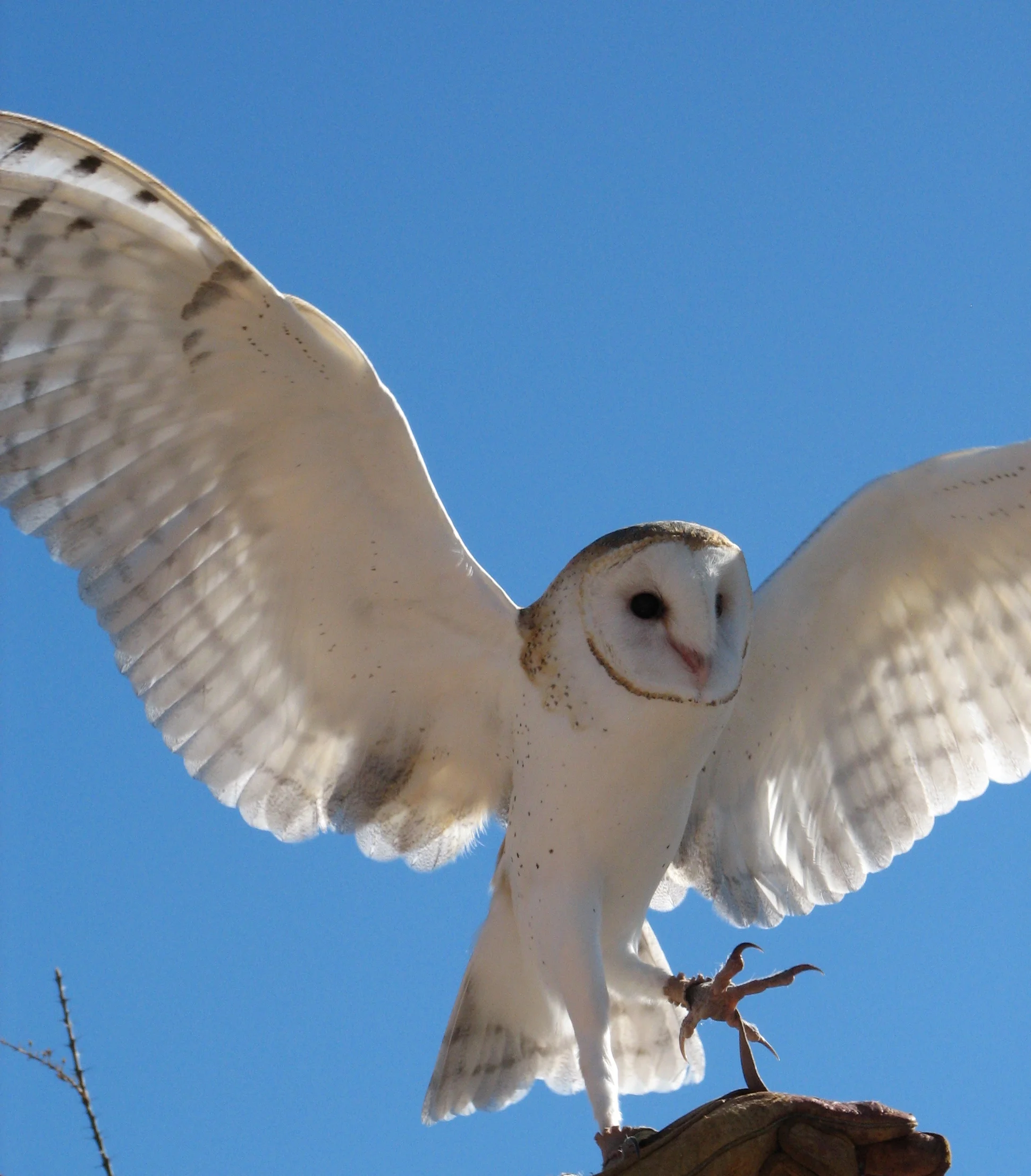 Although, neither I nor the Oldsmobile are as awesome as this owl.