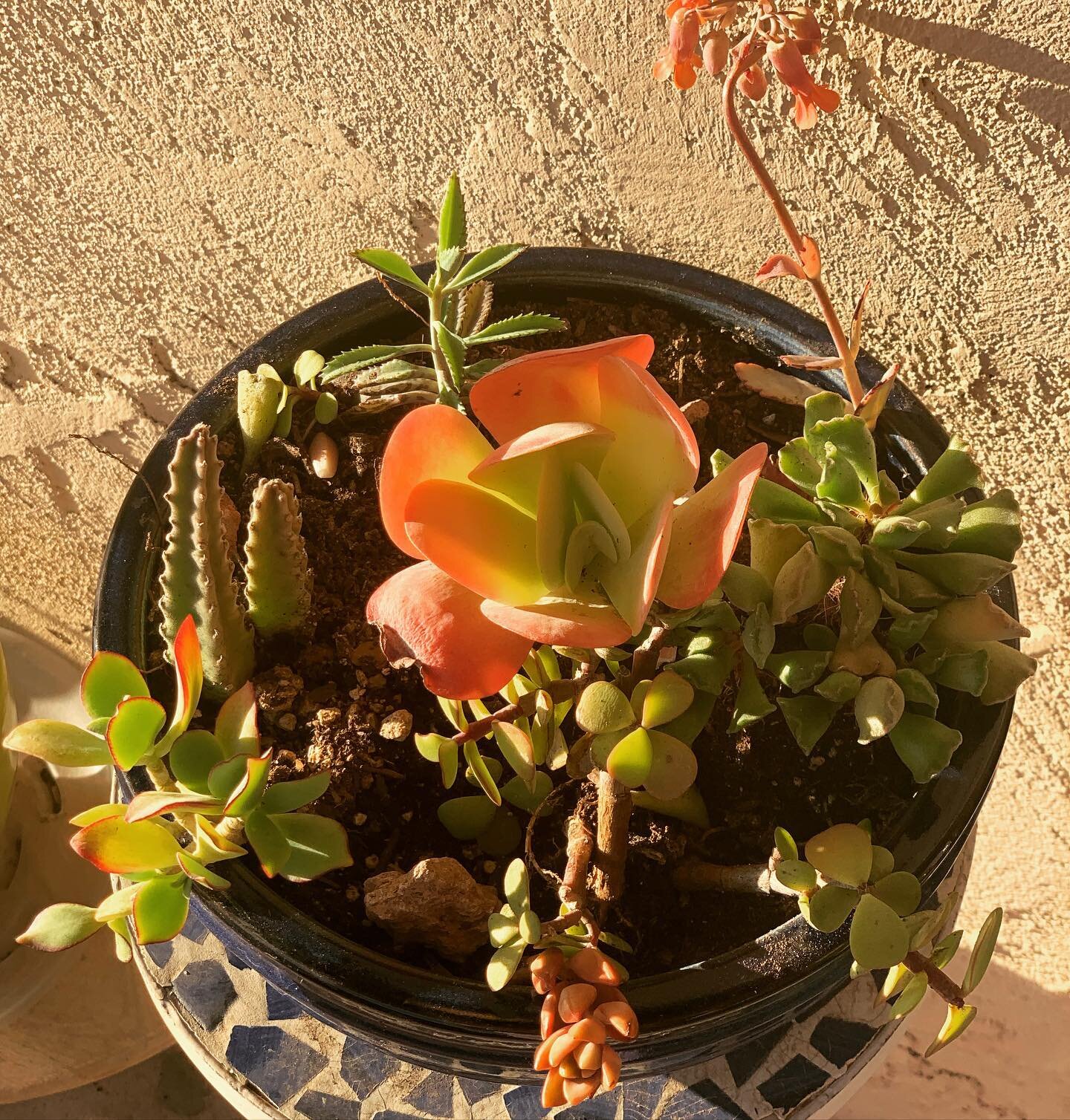 The freak wind we had a few weeks ago knocked over my plant stand&mdash;shattering the pot and dumping out plants. So my mom ,@vlad_bibs, rebuilt the plant collection with a new pot!