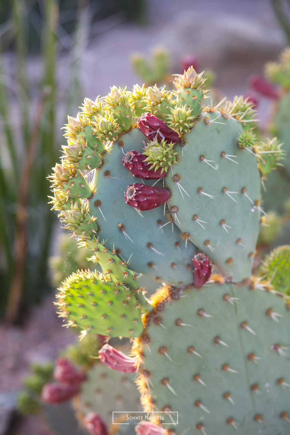  Arizona cactus at the Desert Botanical Gardens 