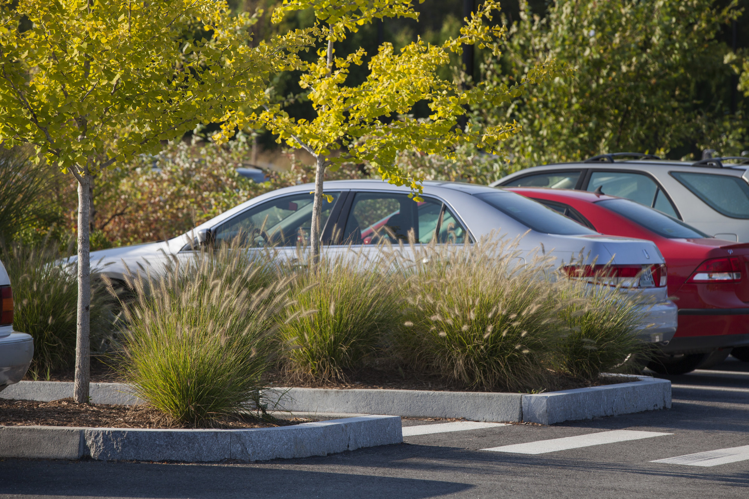 parking, Rhode Island College, Providence RI - Traverse Landscape Architects