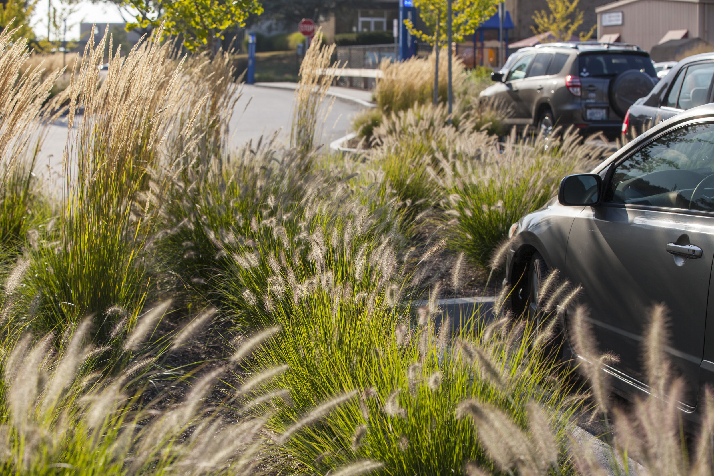 parking, Rhode Island College, Providence RI - Traverse Landscape Architects