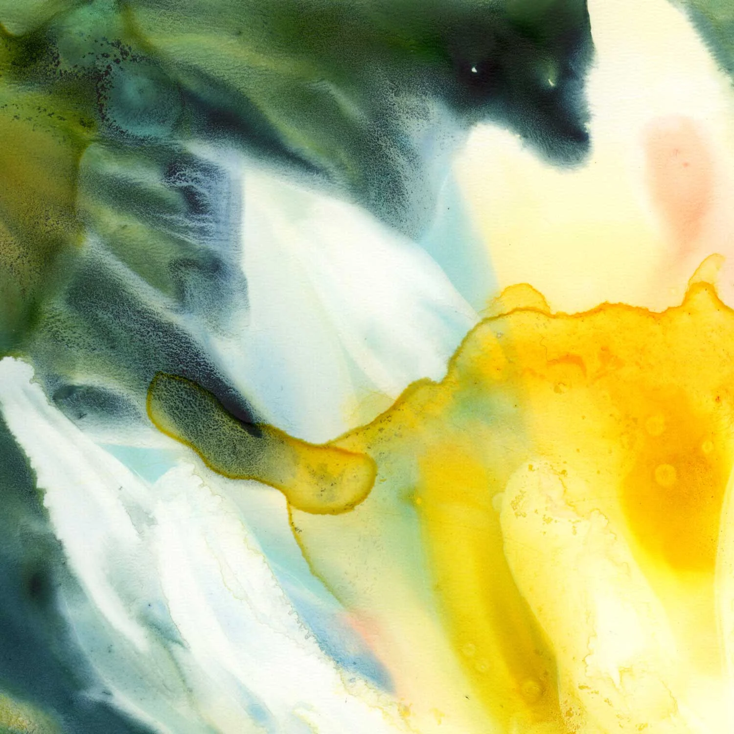 My favorite "invasion effect" happening where the petals of the lily meet the dark waters of the background. The yellow area has hard edges by contrast.