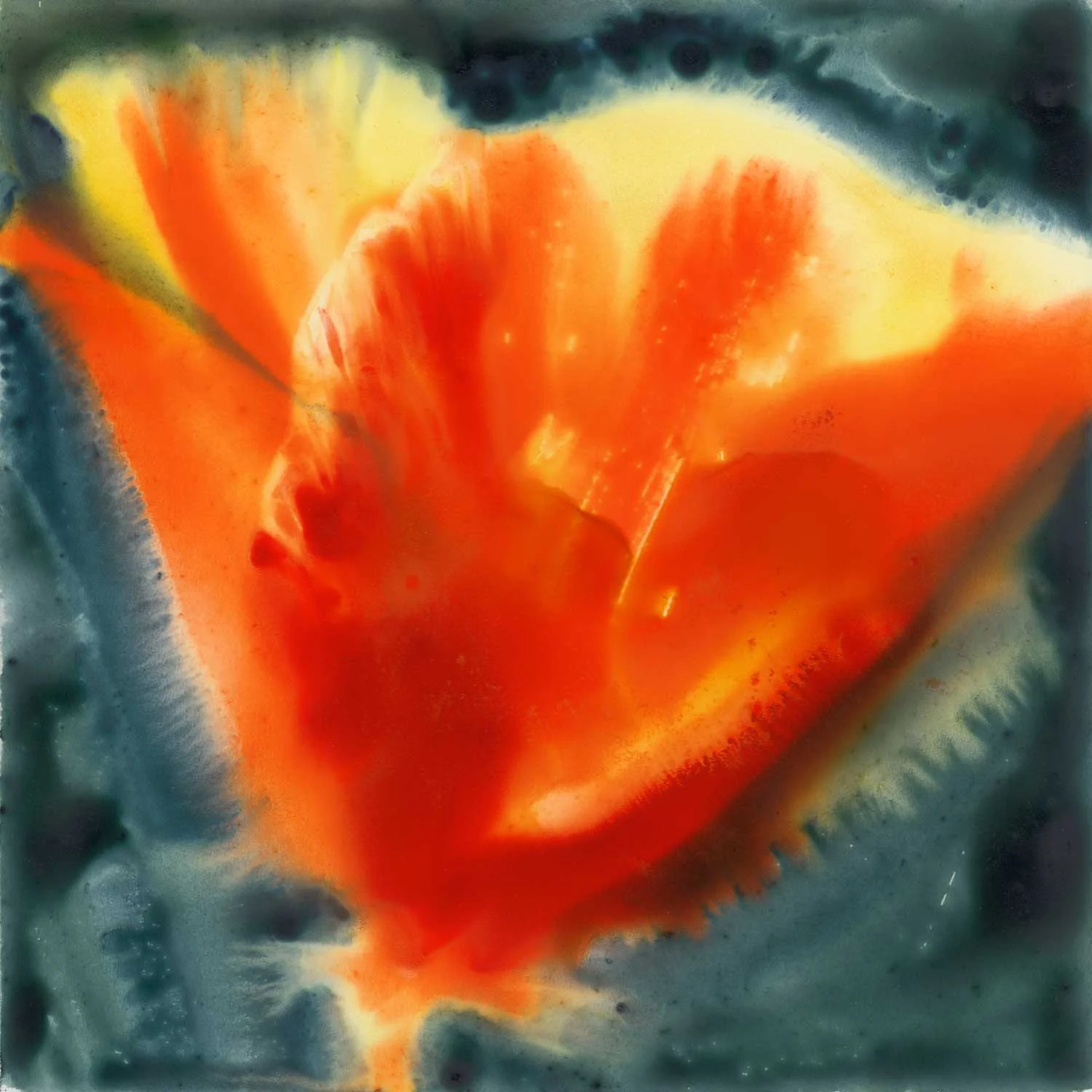 Golden Poppy II Original Painting