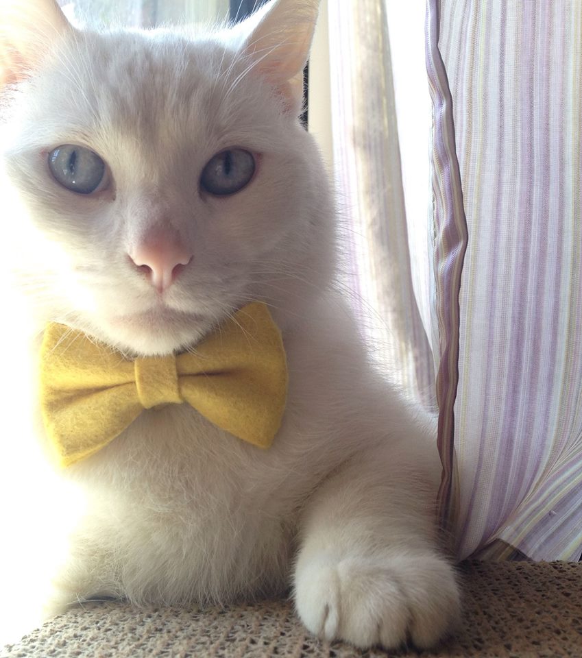 Snappy Bow Tie - Sunshine Yellow