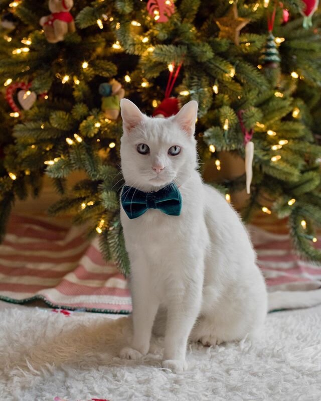 Wishing you &amp; yours a very Meowy Christmas! 🎄🎄🎄🎅🏼😻🤶🏻🎄🎄🎄