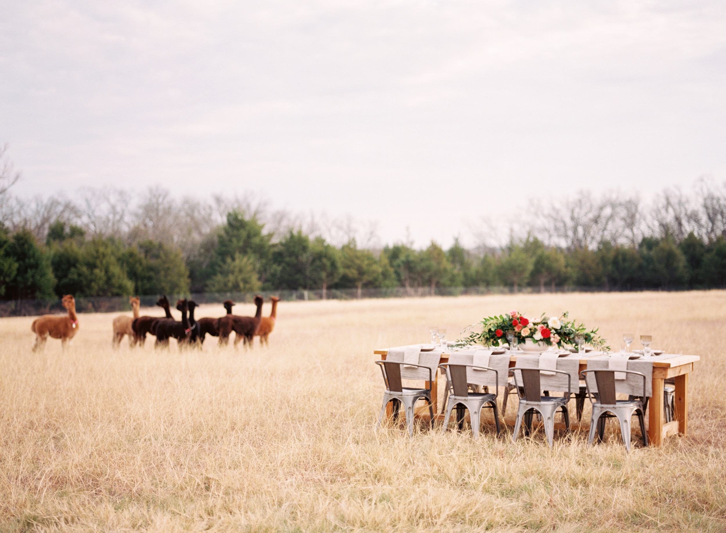 Alpaca Wedding Editorial - Lindsey Brunk