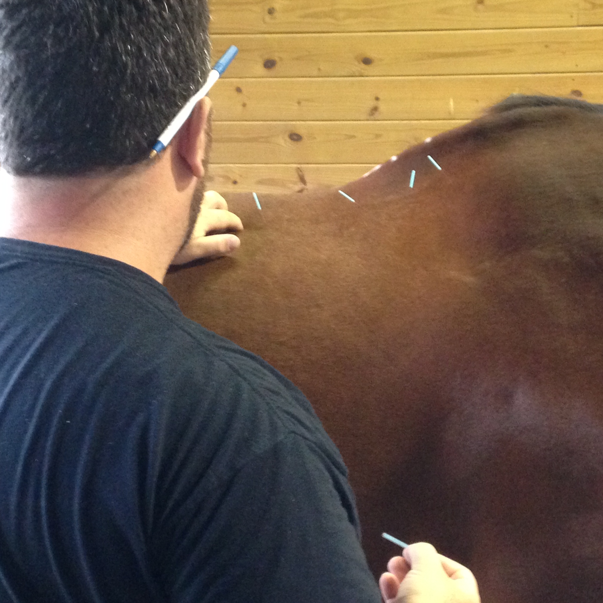 mark delivering an equine acupuncture treatment