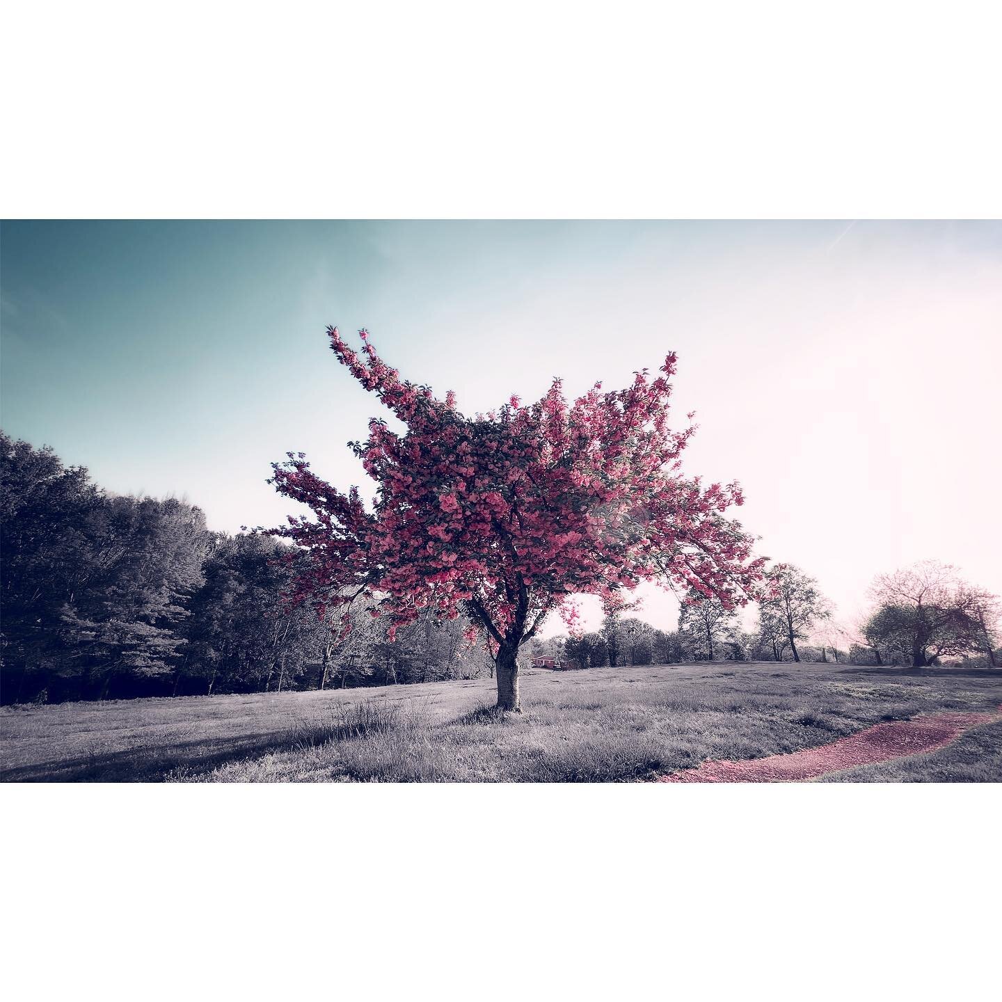 This beautiful tree grew in a park that was built on top of a landfill. Just 6 feet down its roots are encountering decades old trash, quickly buried so that a redlined neighborhood in Greensboro North Carolina could have a park.
.
Years later the g
