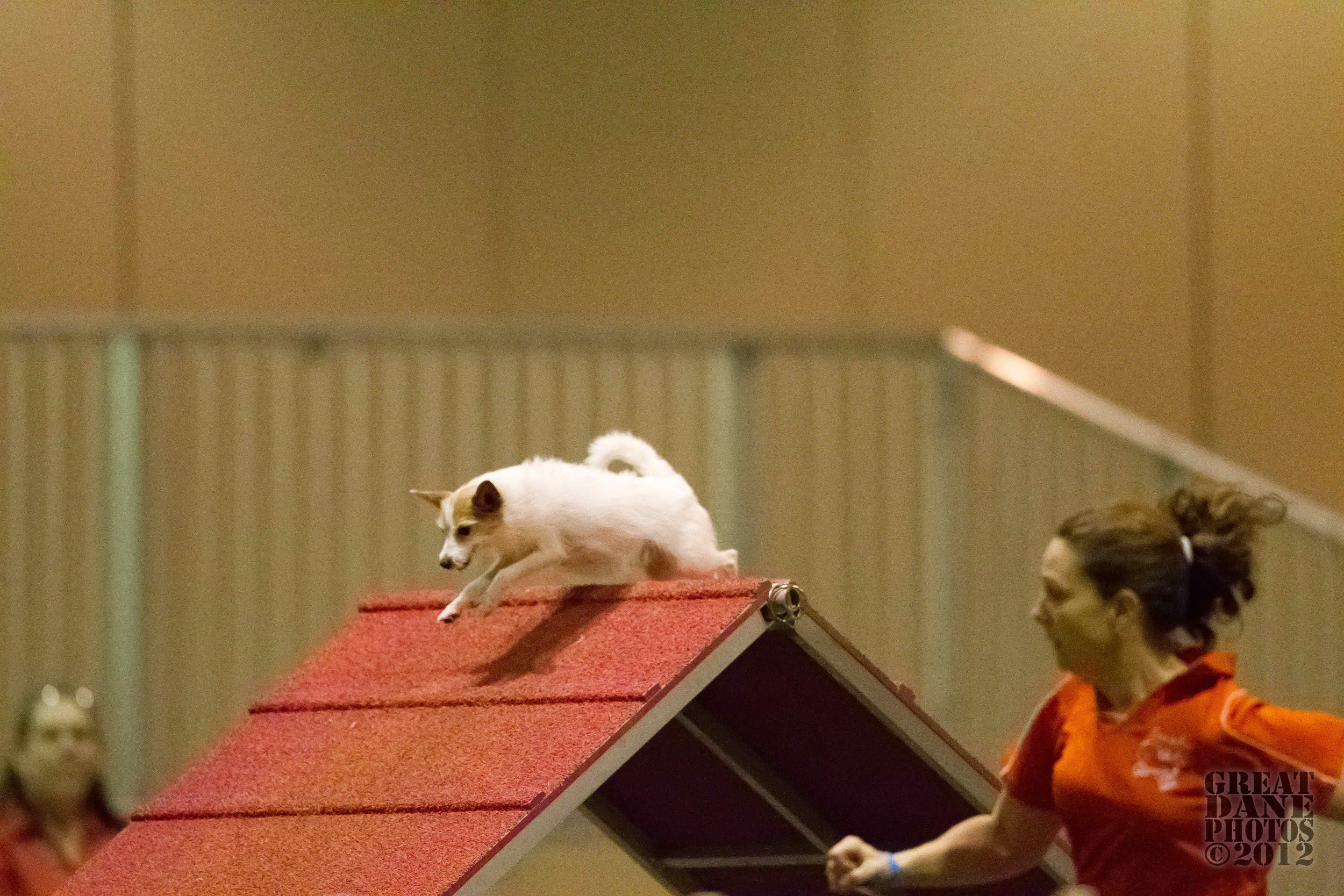 2011 AKC Invitational