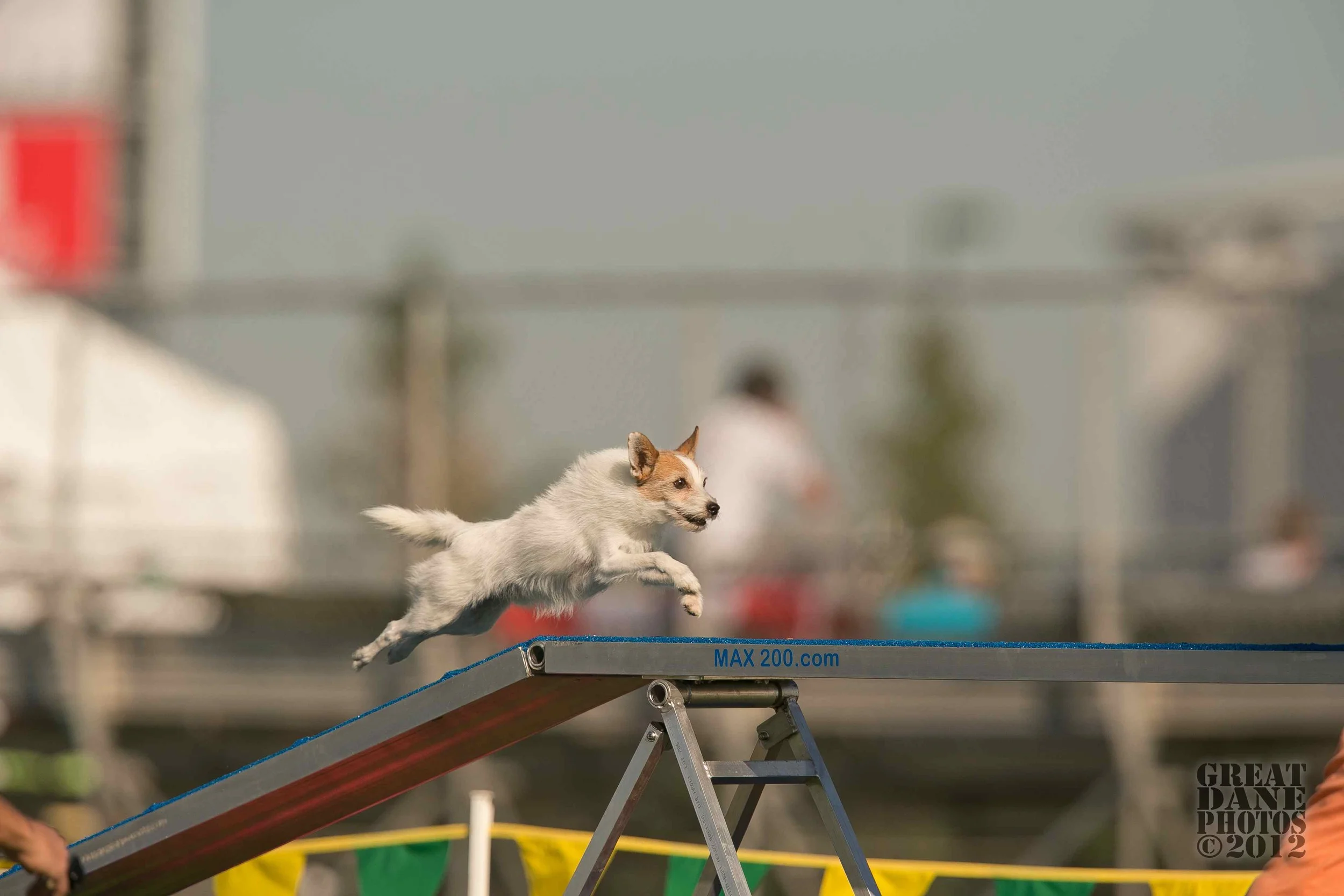 2010 usdaa national final