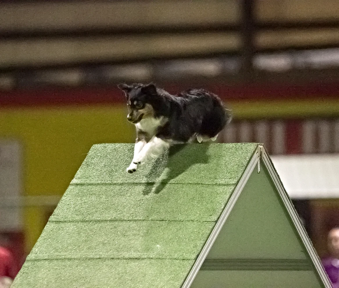 Rokken Aframe IL Regional 2014.jpg