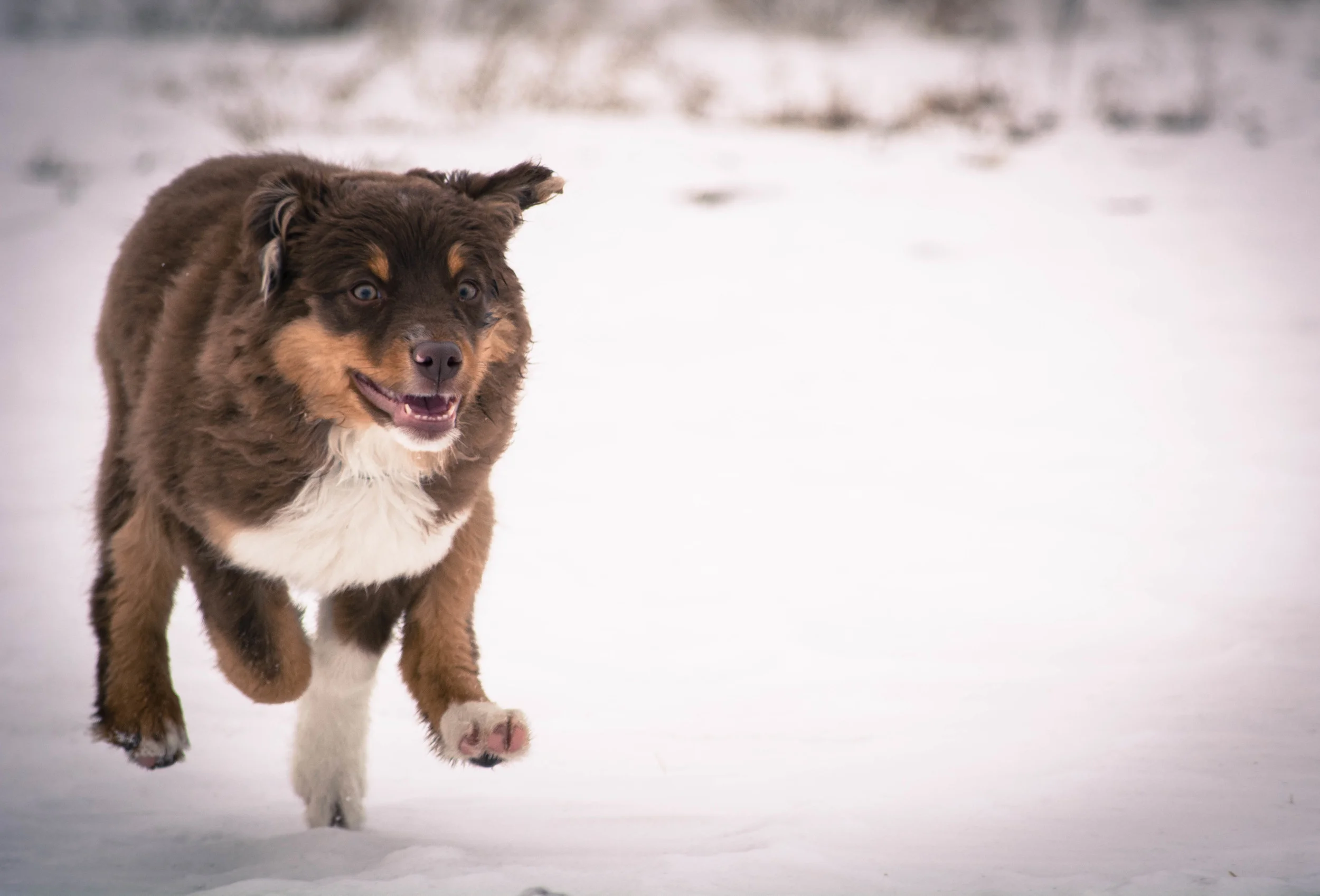 Caper Running.jpg