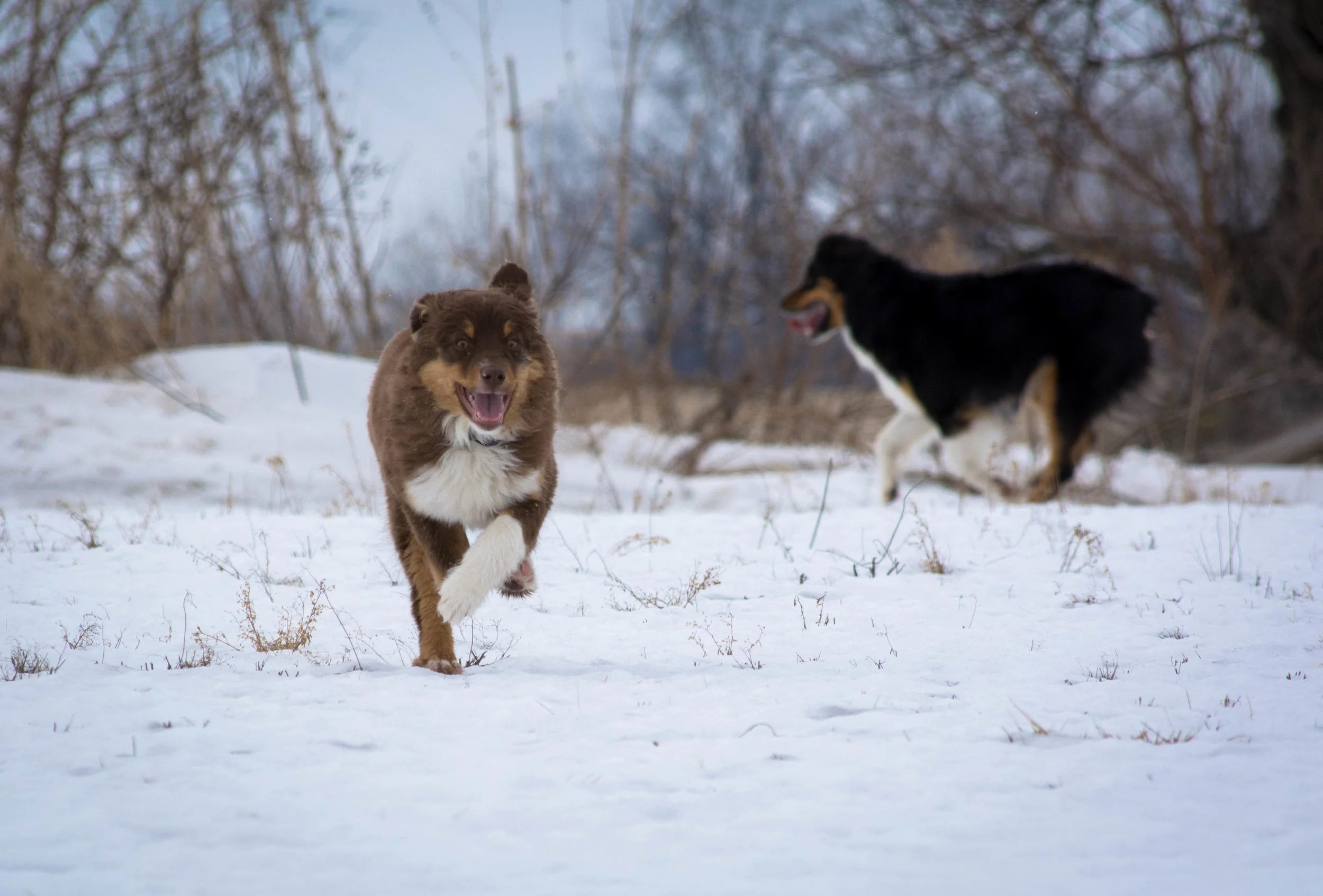Caper with Rok in background.jpg