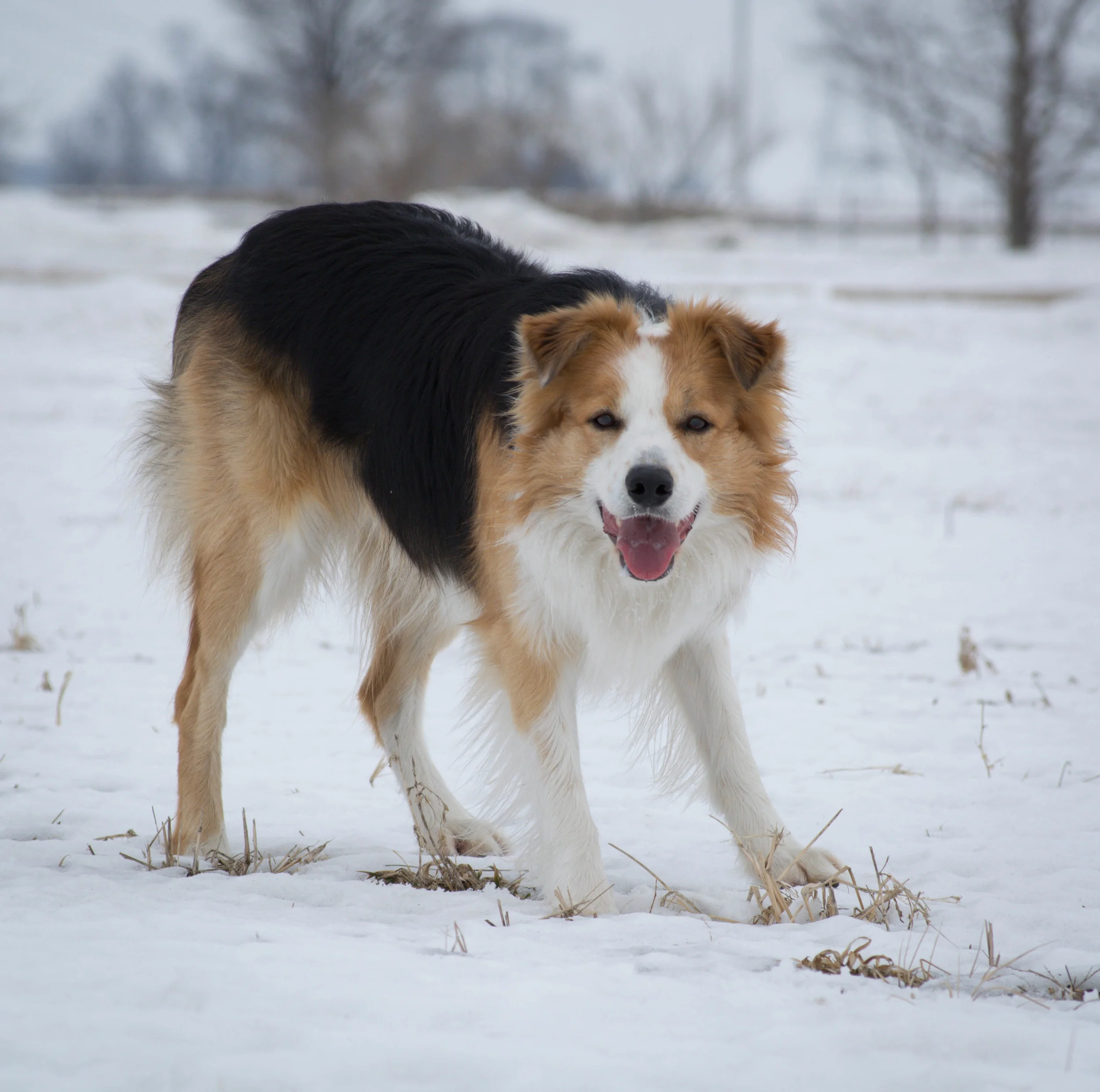 Player in the snow.jpg