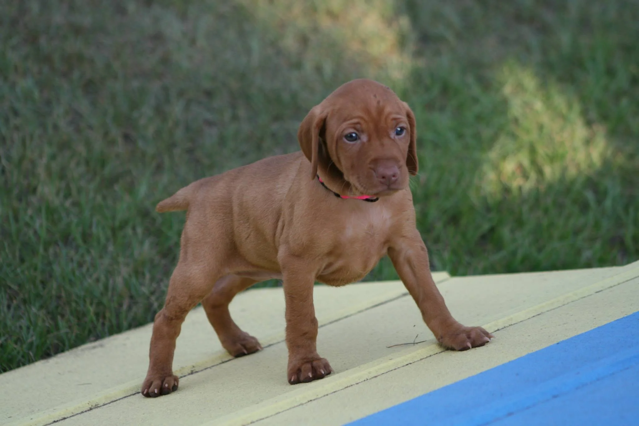 Cajun pup!