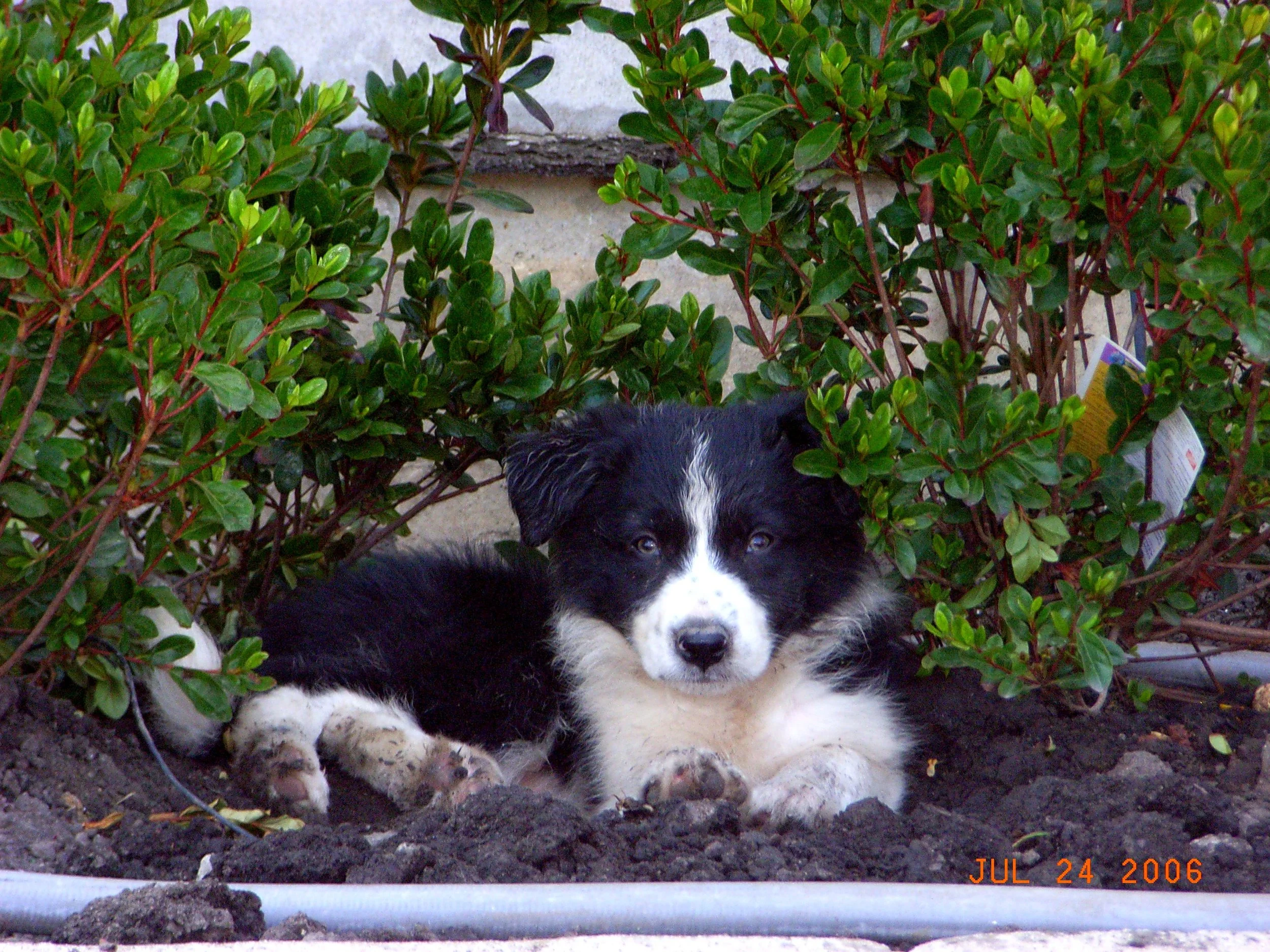 Rascal under bushes.JPG