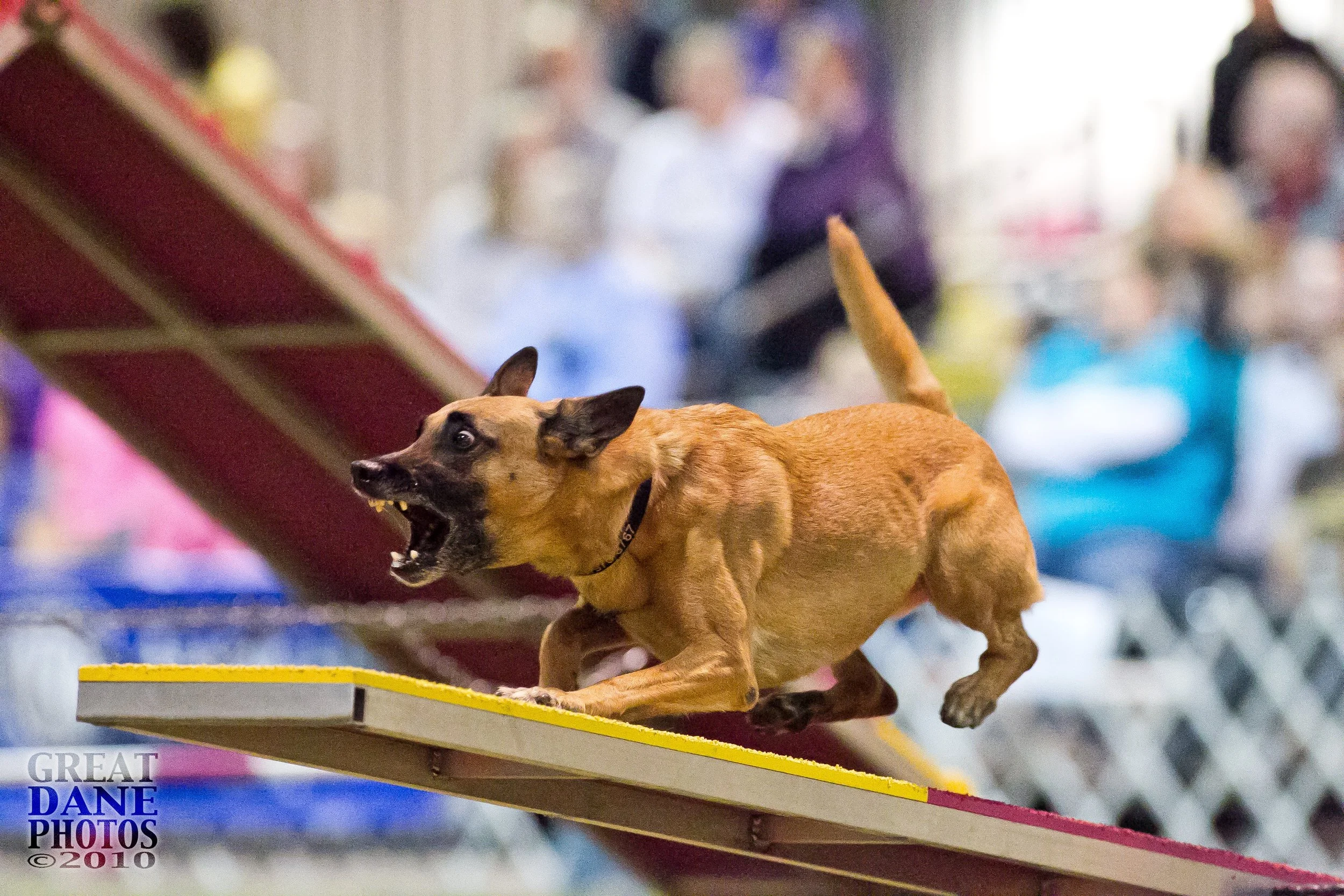 Temi at AKC Invitational Dec 2010.JPG