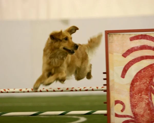Pip