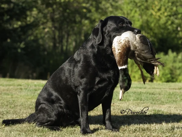 Sassyduck5yrs_edited-1.jpg