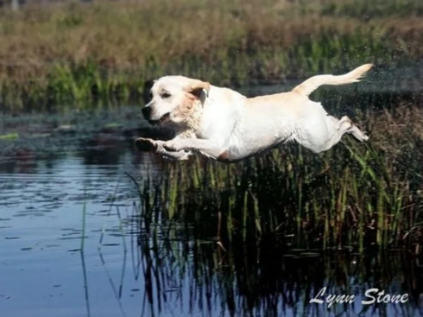 Flying.jpg