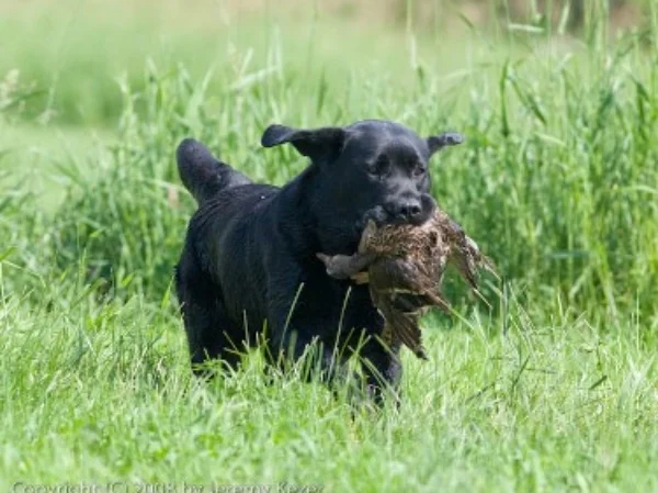 hunttest1.jpg