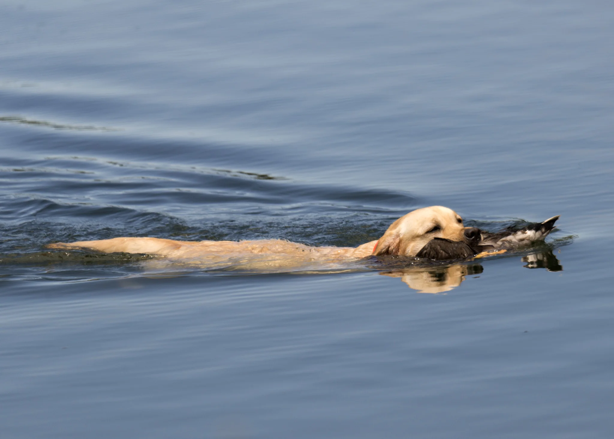 DSC_1918a.jpg