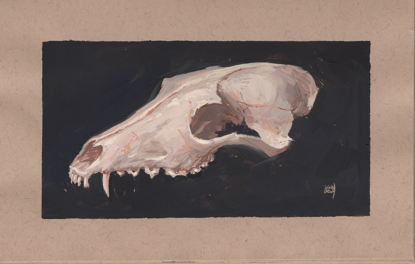 "Red Fox Skull in Gouache" Gouache on Toned Paper