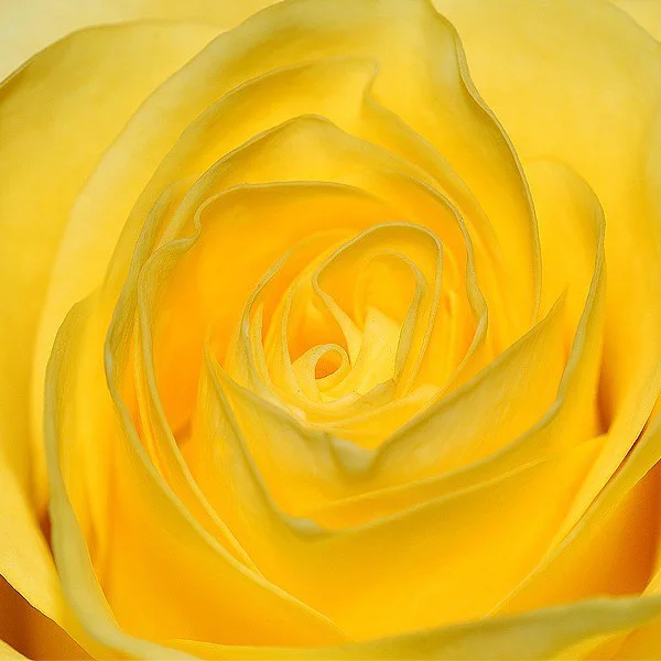 floral21.jpg