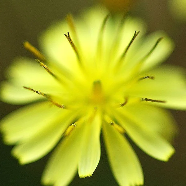 floral30.jpg
