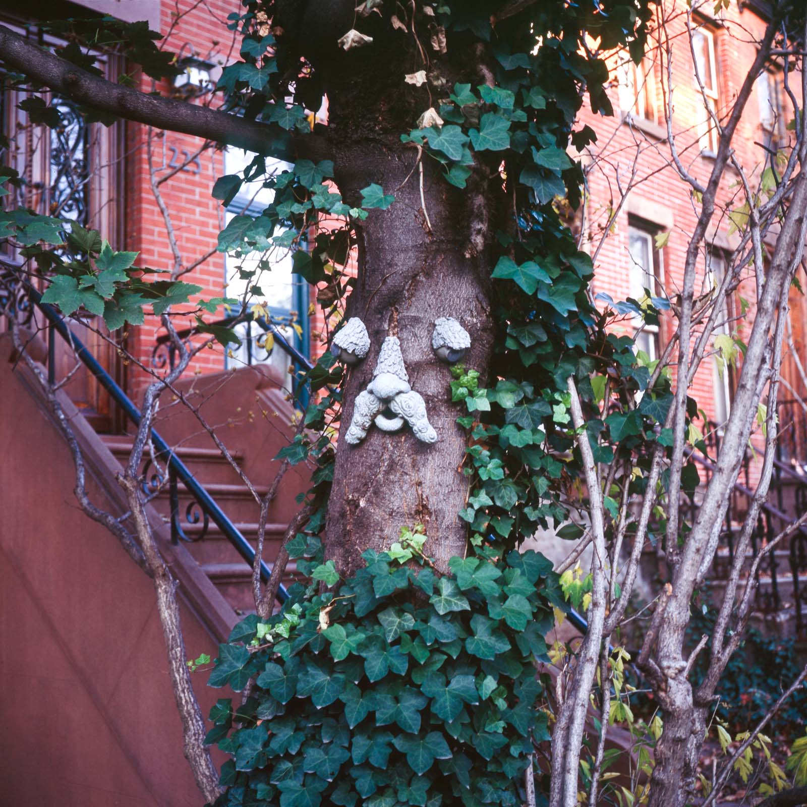 "Tree Face" Brooklyn, NY 2009