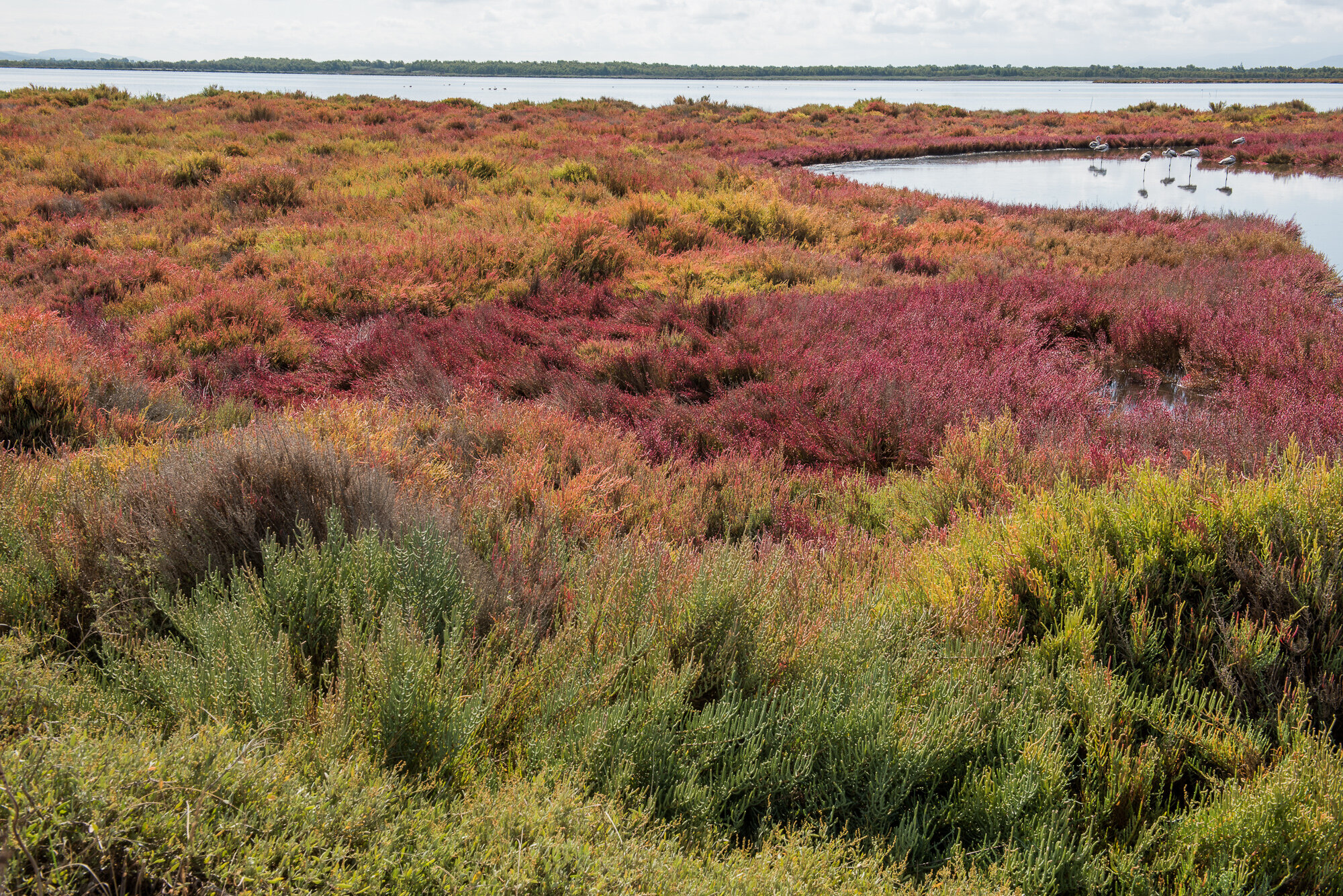 "Sardinian Flamingoes" Oristano, Sardinia, 2017