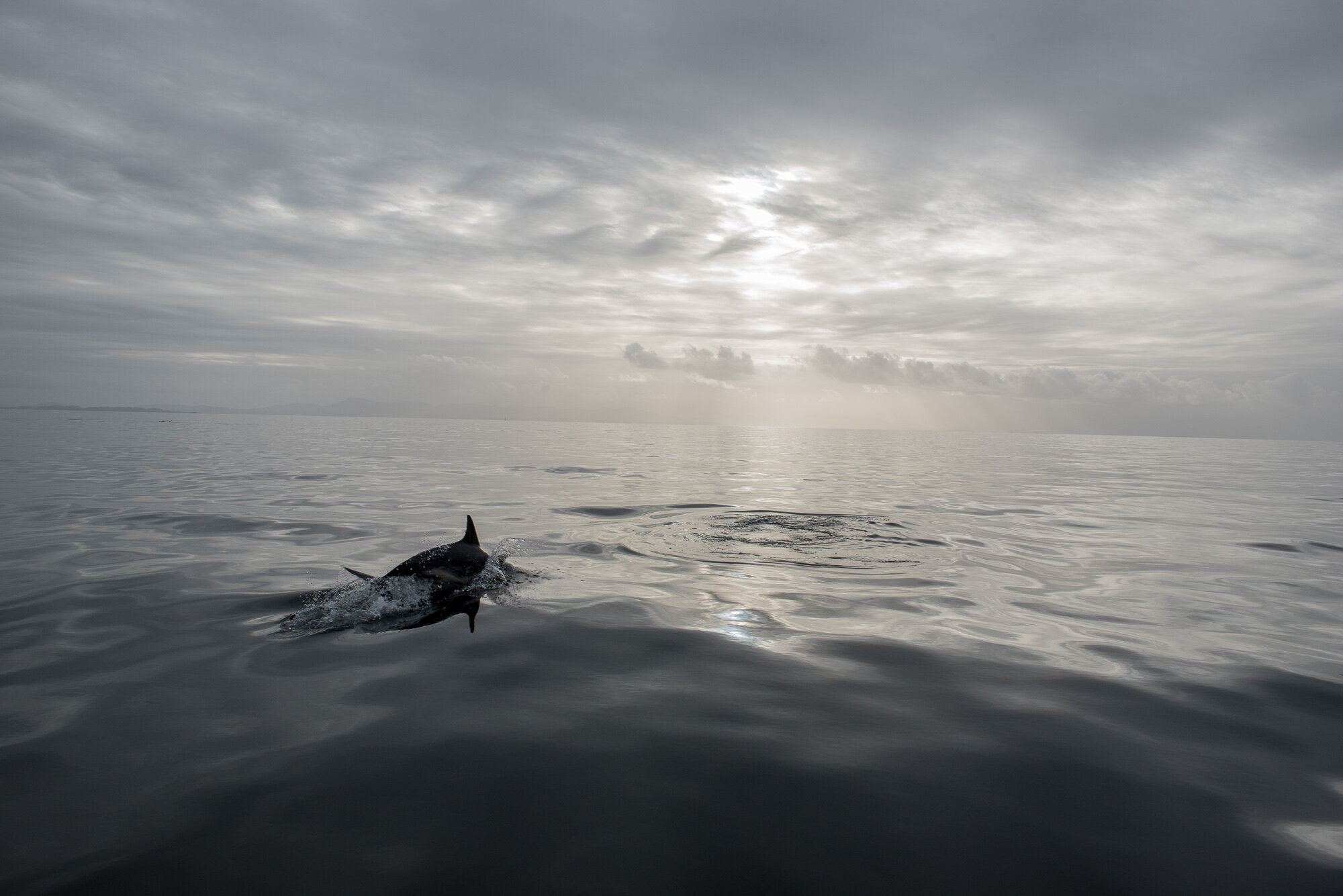 "Hebridean Dolphin" near the Shiant Isles, Scotland, 2019