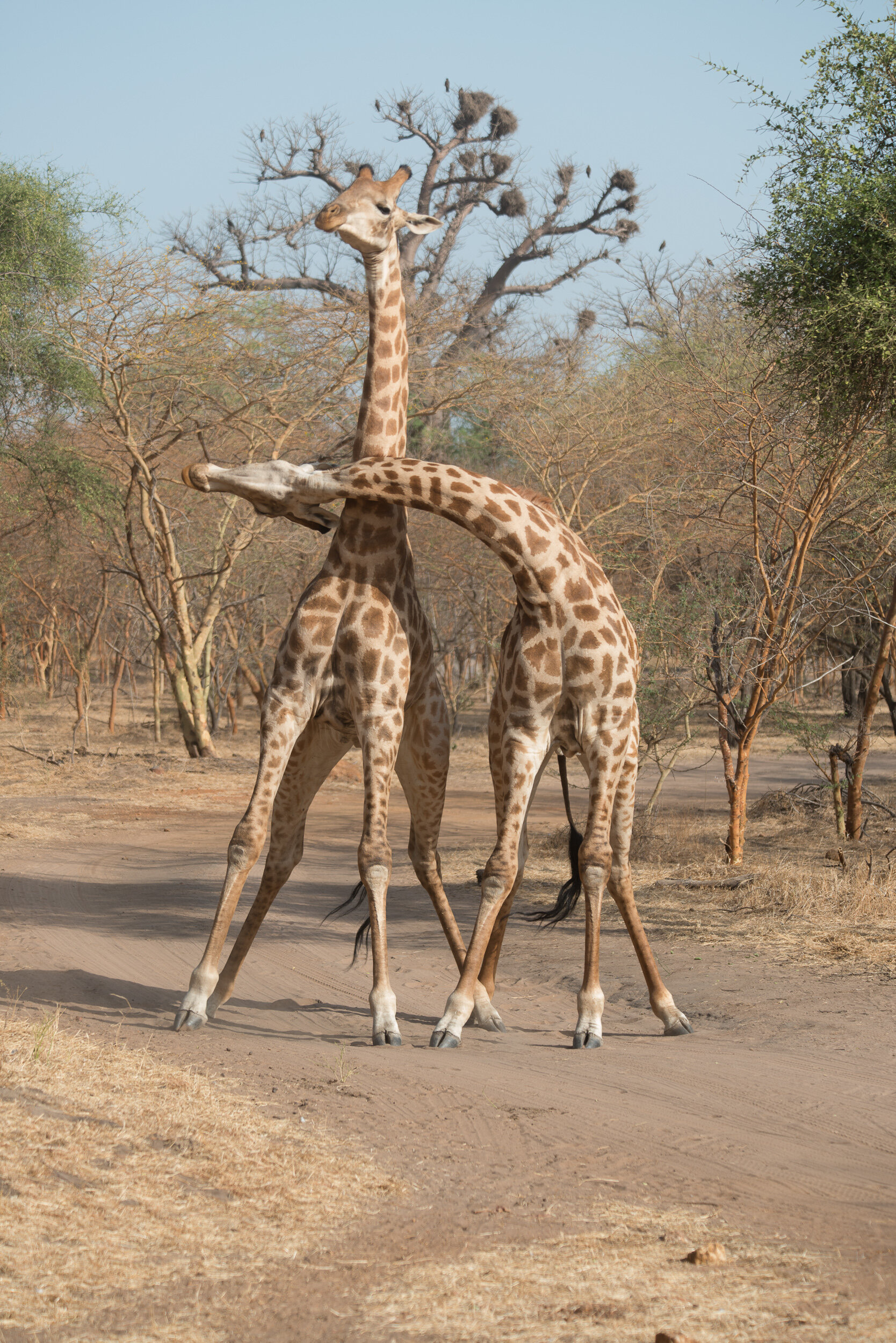 "Giraffe Love" Réserve de Bandia, Senegal, 2018