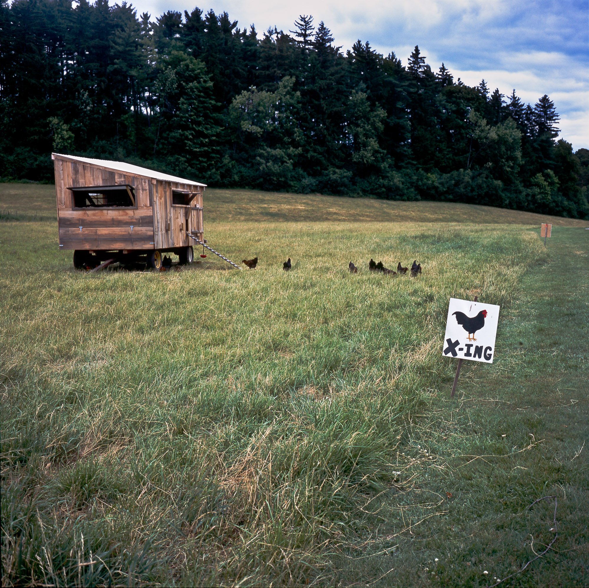 "Rooster X-Ing" Burlington, VT, United States, 2007