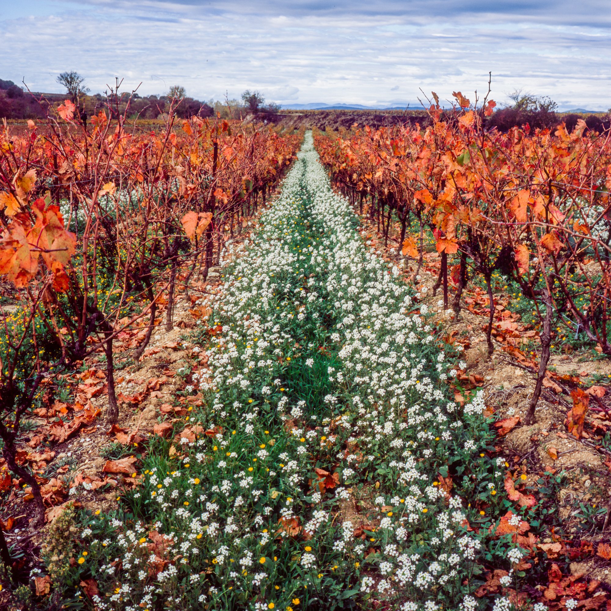 "Autumn Vineyard" Saint-Pons-de-Mauchiens, France, 2020