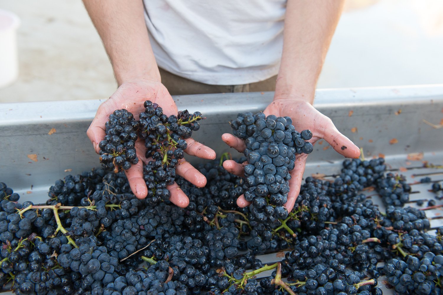 2018_Sept_Vendanges_DomaineMinchin_2010.jpg