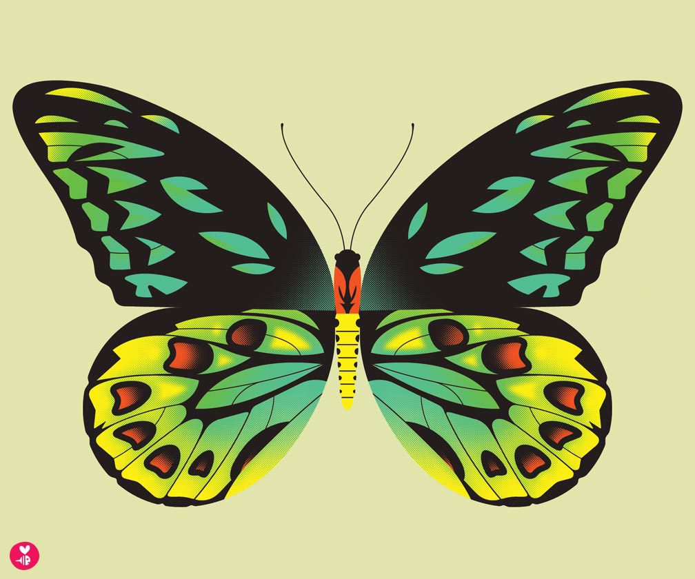 birdwing butterfly print