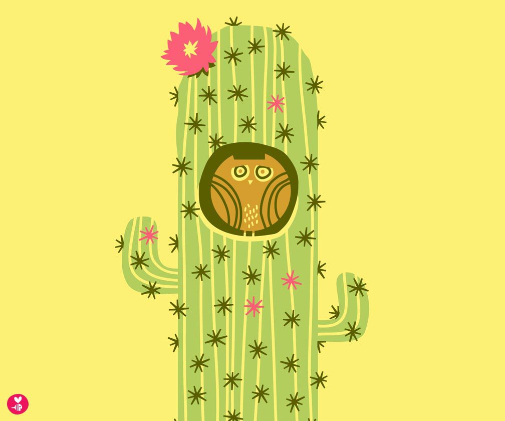 pygmy cactus owl