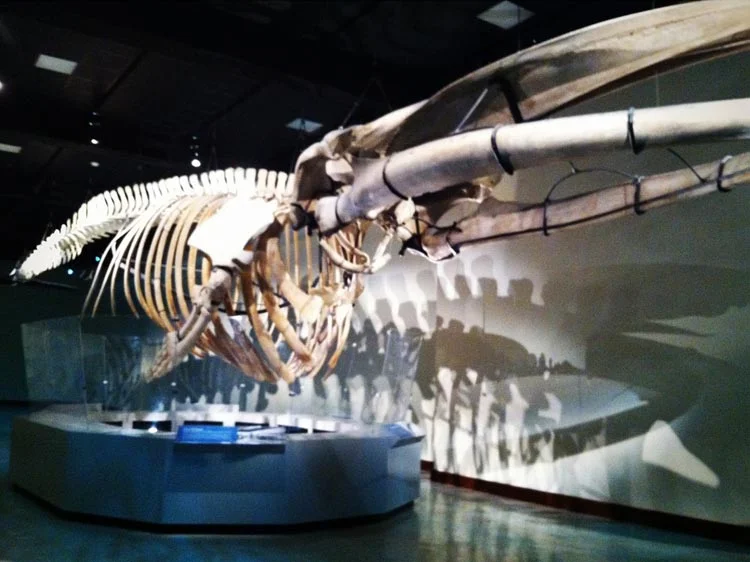 fin_whale_1.jpg
